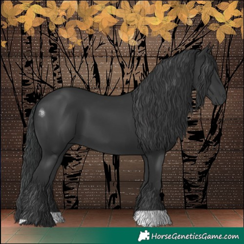 Horse Color:Black 