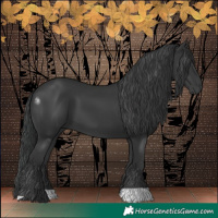 Horse Color:Black 