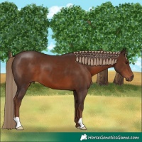 Horse Color:Liver Chestnut