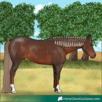Horse Color:Liver Chestnut 