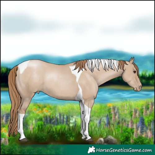 Horse Color:Grullo Pearl Tobiano Rabicano 