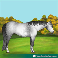 Horse Color:Gray Black Sabino Rabicano 