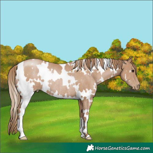 Horse Color:White Spotted Black Pearl Rabicano 