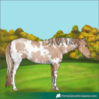 Horse Color:White Spotted Black Pearl Rabicano 