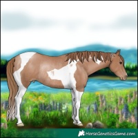 Horse Color:Black Pearl Tobiano Rabicano 