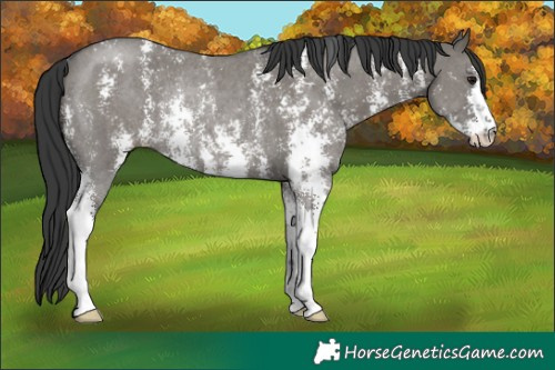 Horse Color:Grullo Sabino Rabicano 