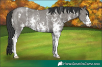 Horse Color:Grullo Sabino Rabicano 