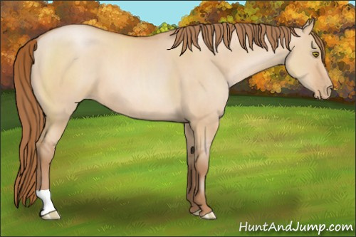 Horse Color:Bay Pearl Dun