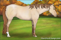 Horse Color:Bay Pearl Dun 