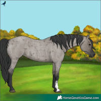 Horse Color:Grullo Roan Sabino Rabicano