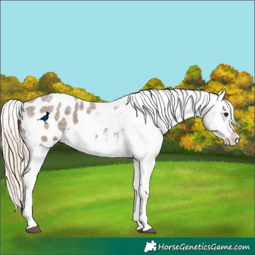 Horse Color:Chocolate Palomino Roan Splash Appaloosa