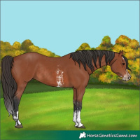 Horse Color:Bay Sabino Rabicano and Bay Sabino Splash Rabicano