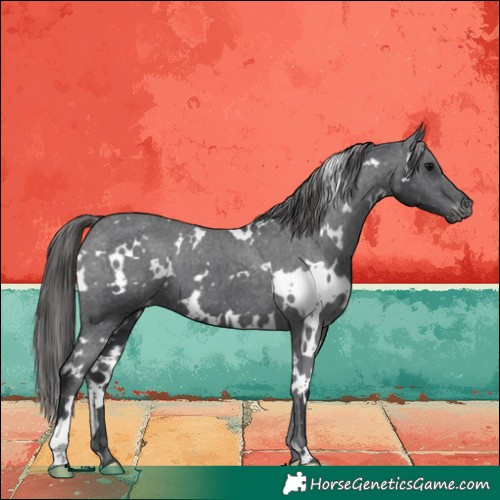 Horse Color:White Spotted Black Varnish