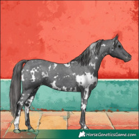 Horse Color:White Spotted Black Appaloosa 