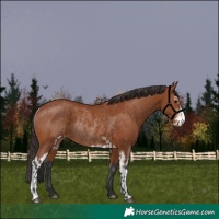 Horse Color:Bay Sabino Rabicano  and Bay Sabino Rabicano 