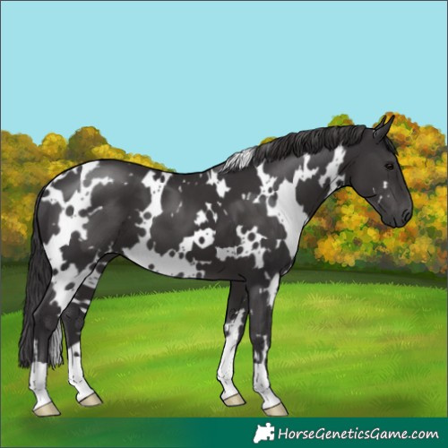 Horse Color:White Spotted Smoky Black 