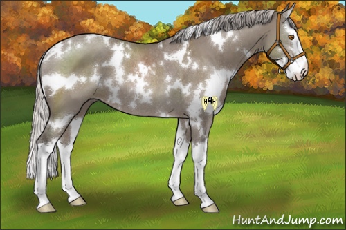 Horse Color:White Spotted Silver Grullo Splash Rabicano