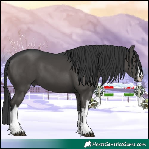 Horse Color:White Spotted Black 
