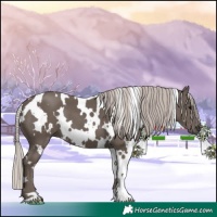 Horse Color:White Spotted Silver Black 