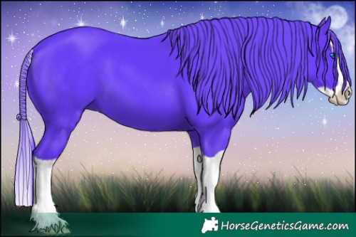 Horse Color:Watercolor Black Splash