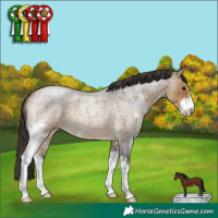 Horse Color:Buckskin Roan Sabino 