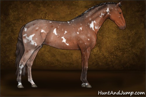 Horse Color:White Spotted Liver Chestnut 