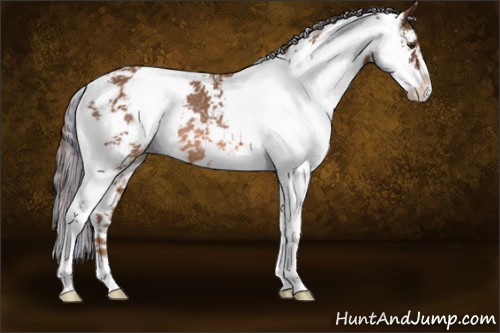 Horse Color:Painted Chestnut Sabino Appaloosa Rabicano 