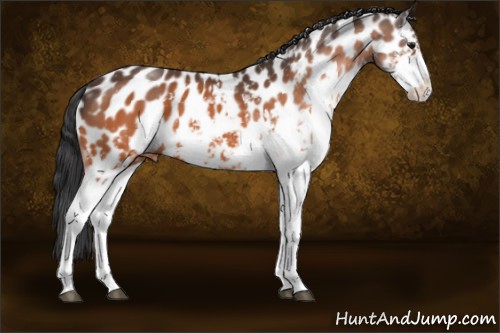 Horse Color:Bay Sabino Appaloosa 