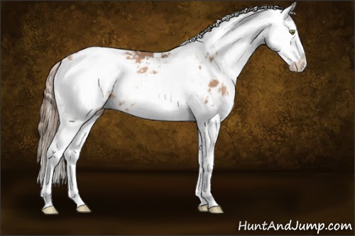 Horse Color:Liver Chestnut Pearl Sabino Splash 