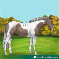 Horse Color:Silver Black Tobiano