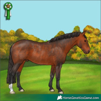 Horse Color:Bay Rabicano 