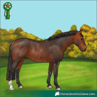 Horse Color:Bay Rabicano 