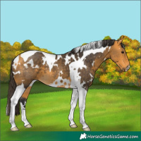 Horse Color:White Spotted Buckskin Tobiano 