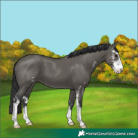 Horse Color:Grullo Sabino 