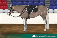Horse Color:Silver Black Sabino 