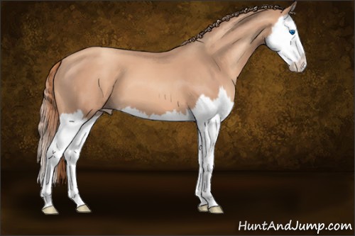Horse Color:Gold Champagne Splash 
