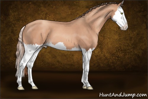 Horse Color:Gold Champagne Sabino Splash 