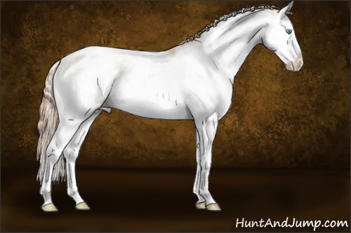 Horse Color:Gold Champagne Pearl Sabino Splash 