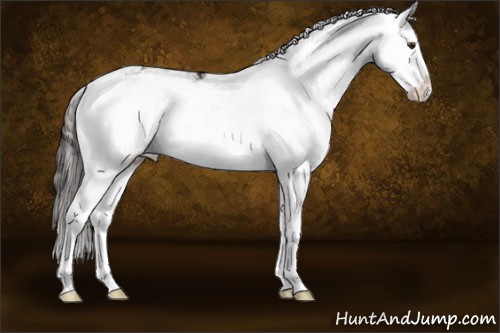 Horse Color:Liver Chestnut Sabino Splash 