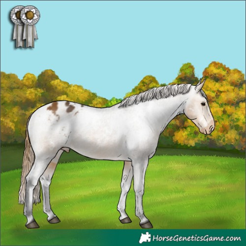 Horse Color:White Spotted Buckskin Appaloosa 