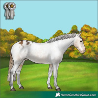 Horse Color:White Spotted Buckskin Appaloosa