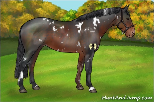 Horse Color:White Spotted Brown Appaloosa 