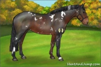 Horse Color:White Spotted Brown Appaloosa