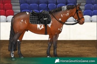 Horse Color:White Spotted Brown Rabicano
