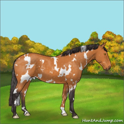 Horse Color:White Spotted Buckskin 