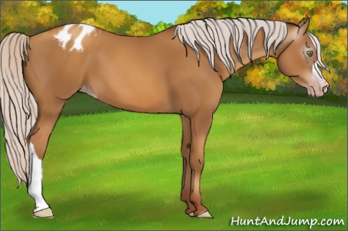 Horse Color:Gray Silver Amber Champagne Appaloosa