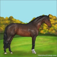 Horse Color:Brown 