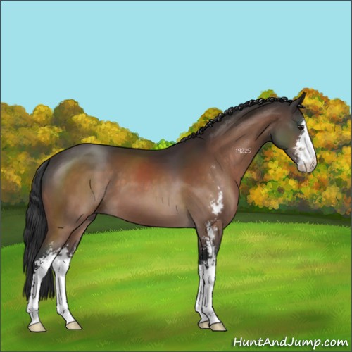 Horse Color:Brown Sabino
