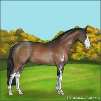 Horse Color:Brown Sabino 