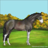 Horse Color:Brown Sabino